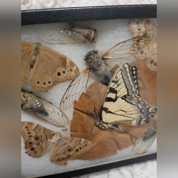 Dried Preserved Real Butterfly Moth Insects Oddity Earth Garden Natural - Picture 4 of 13